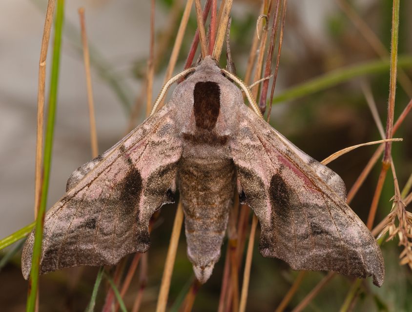 Smerinthus ocellatus - esti pávaszem
