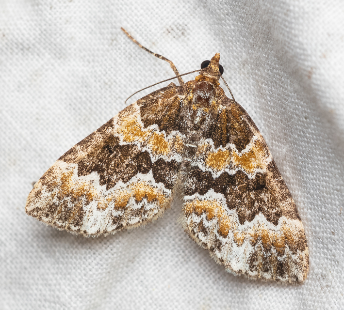 Electrophaes corylata - mogyoró-araszoló