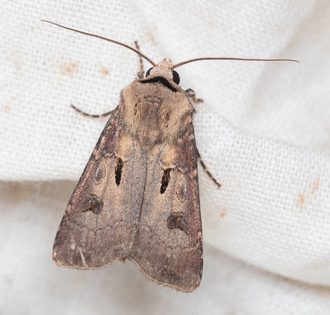 Agrotis exclamationis - felkiáltójeles földibagoly