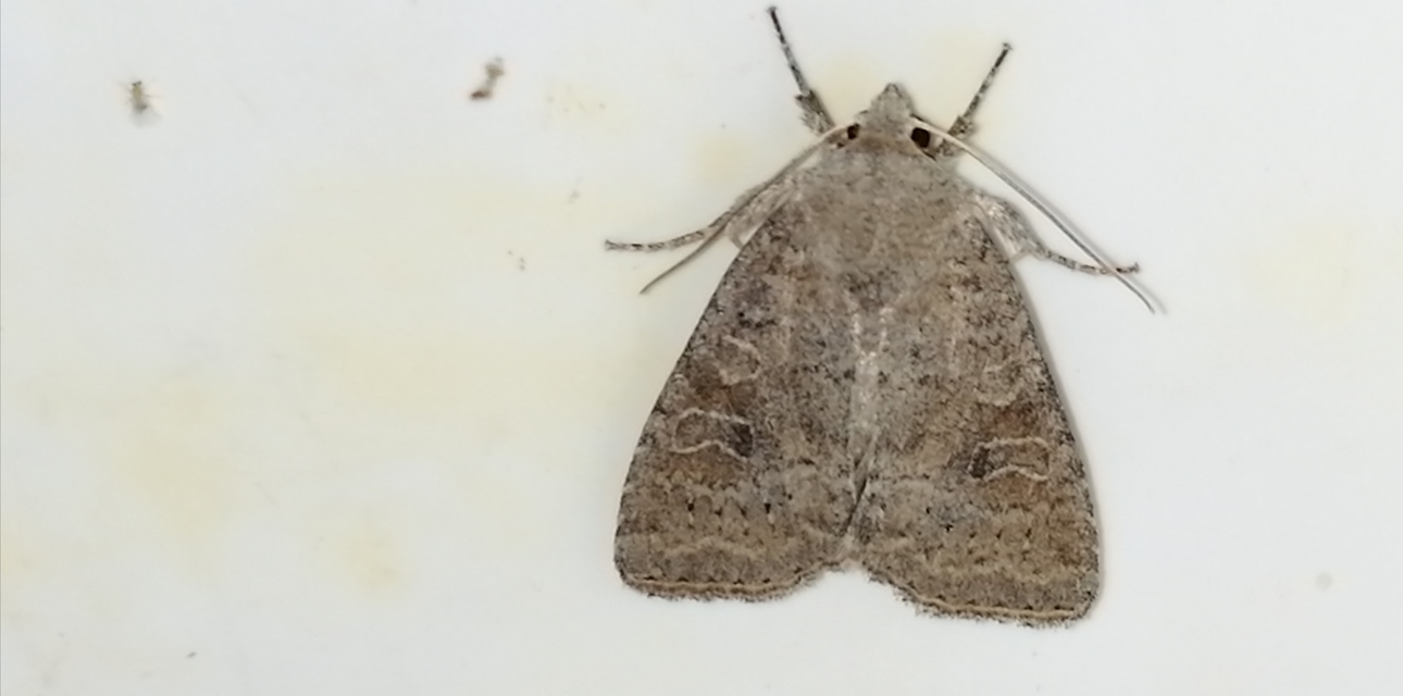 Parastichtis suspecta - sötét erdeibagoly