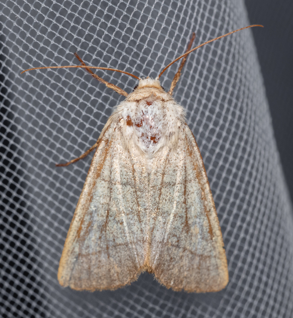 Charanyca trigrammica - háromsávos lombbagoly