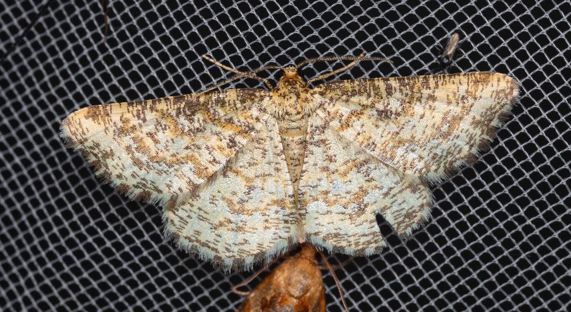 Heliomata glarearia - bőrszínű araszoló