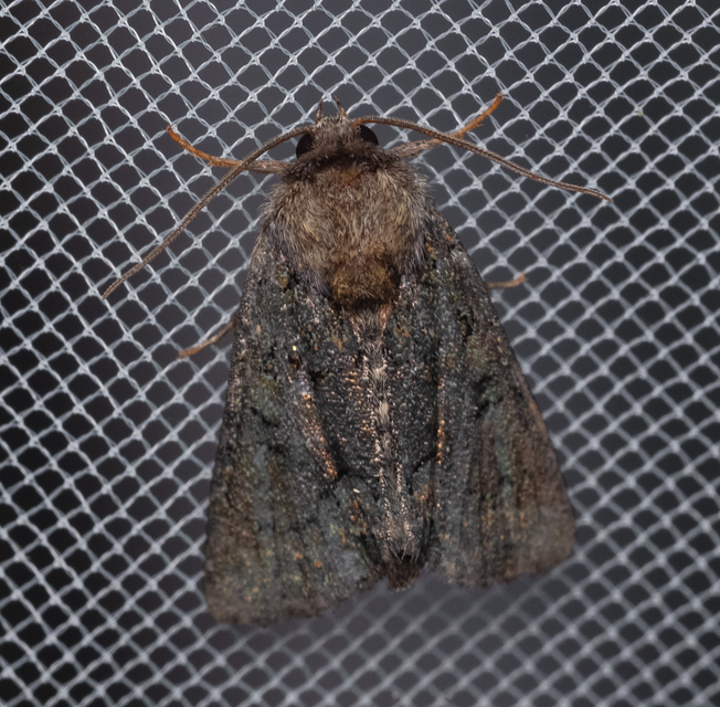 Oligia strigilis/latruncula/versicolor
