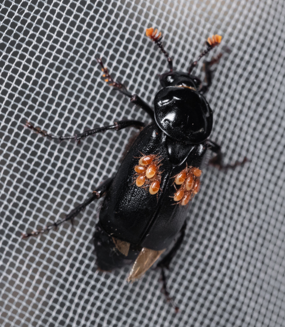 Nicrophorus humator - fekete temetőbogár