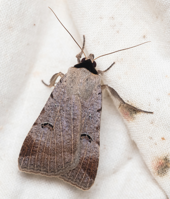 Lygephila craccae - gyakori csüdfűbagoly