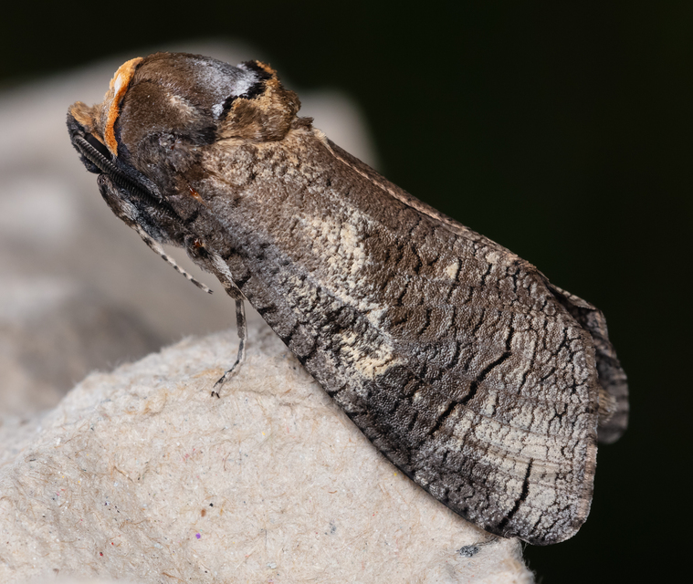 Cossus cossus - fűzfarontólepke