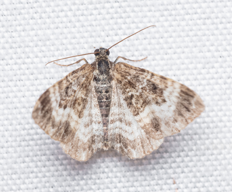 Epirrhoe alternata - galaj-tarkaaraszoló