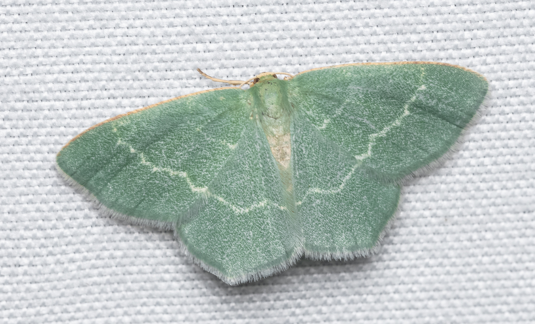 Chlorissa viridata - üdezöld araszoló