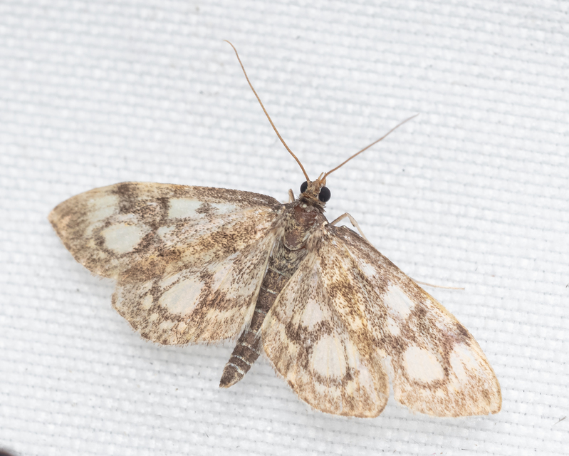 Anania coronata - koronás dudvamoly