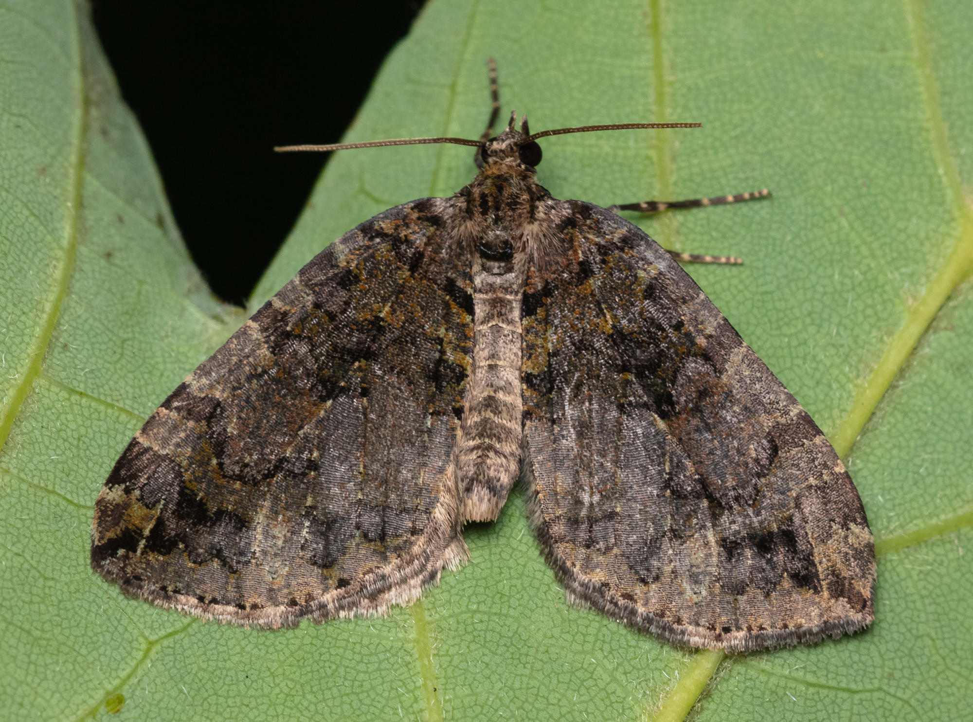 Hydriomena furcata - változékony tarkaaraszoló