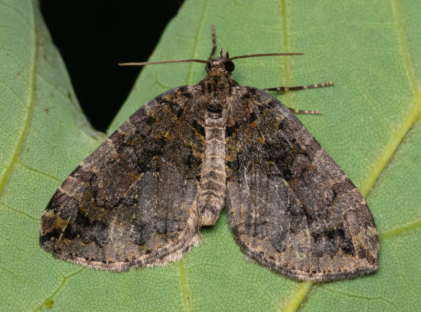 Hydriomena furcata - változékony tarkaaraszoló