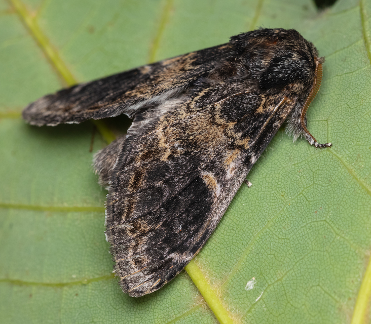 Notodonta tritophus - tarajos púposszövő