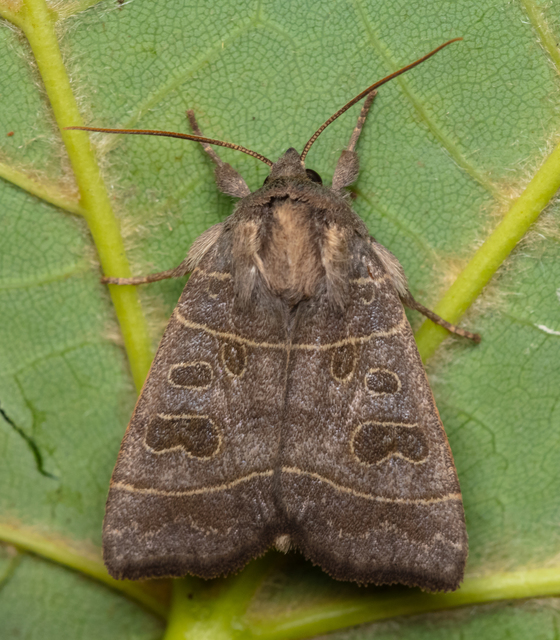Ipimorpha subtusa - csúcsos nyárfabagoly