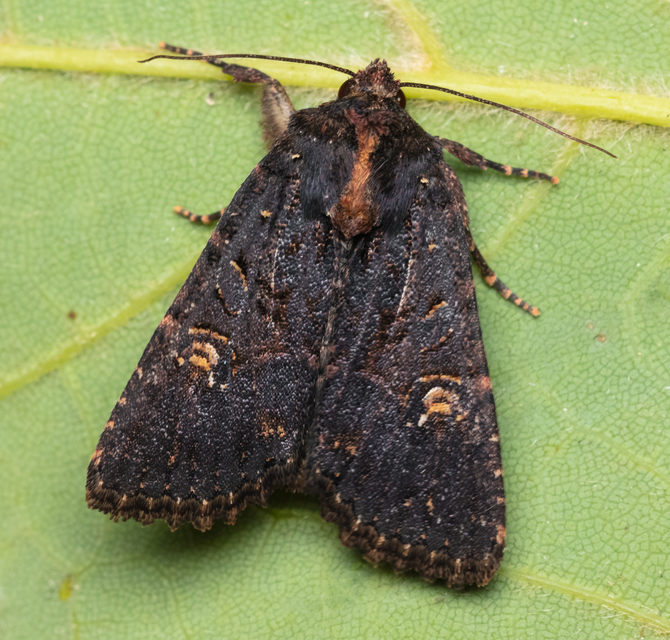 Mesapamea secalella/secalis