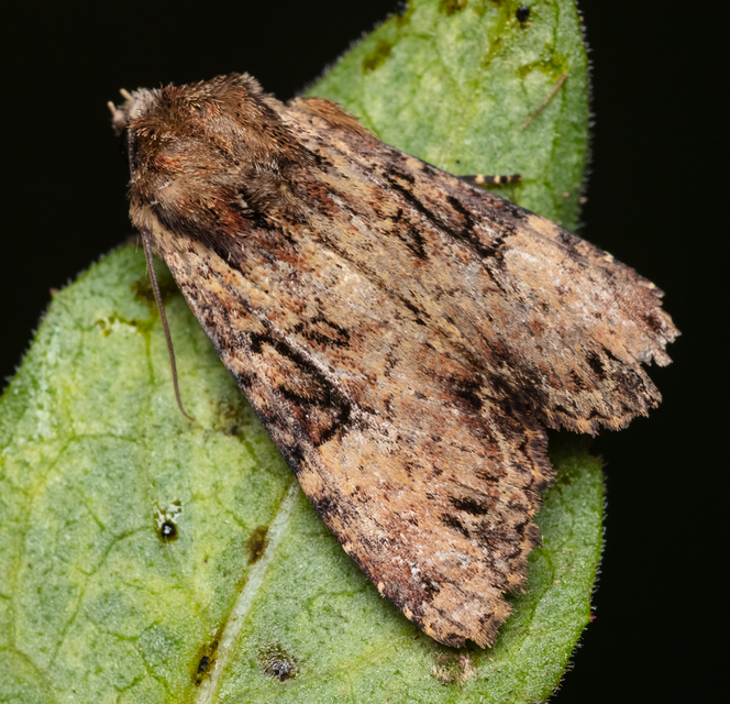 Apamea epomidion - vörösbarna dudvabagoly