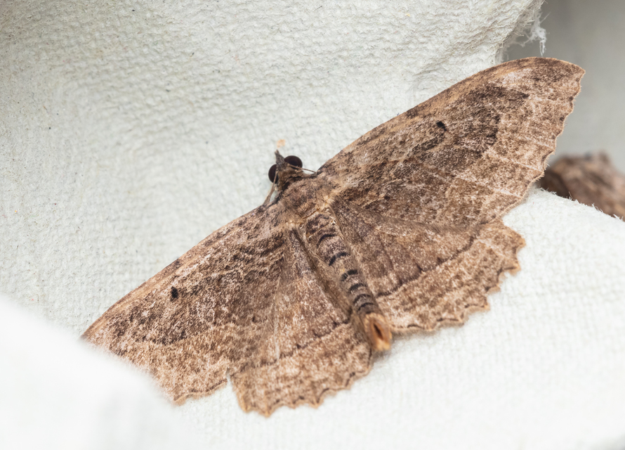 Philereme transversata - varjútövis-araszoló