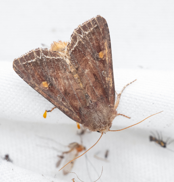 Lacanobia oleracea - saláta-kertibagoly