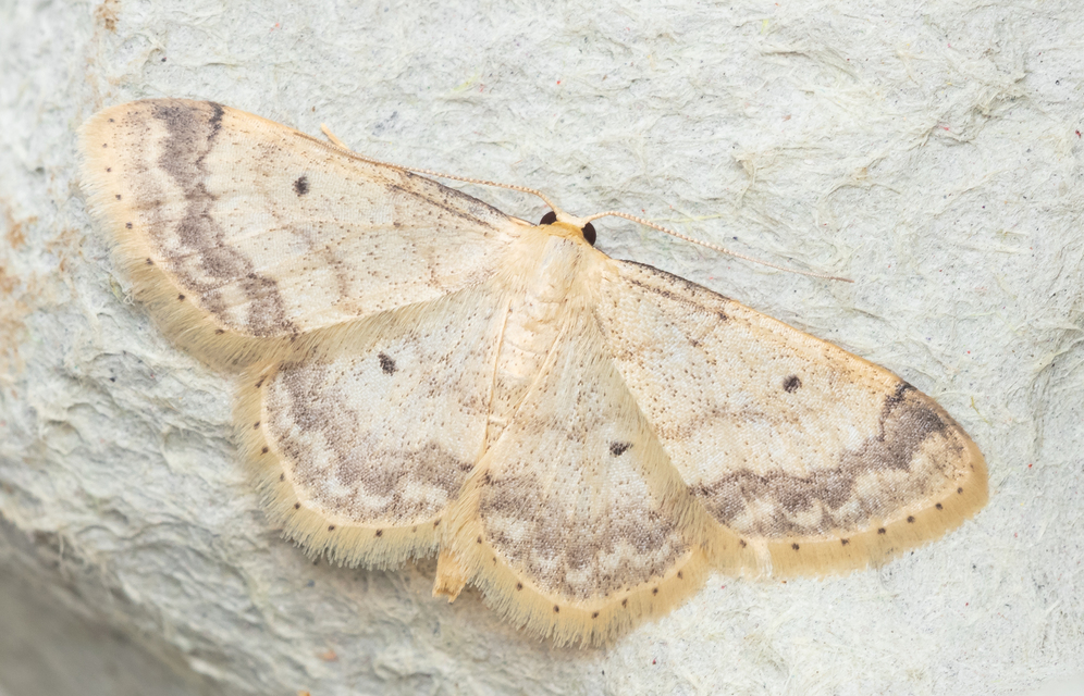 Idaea biselata - mocsári sávosaraszoló