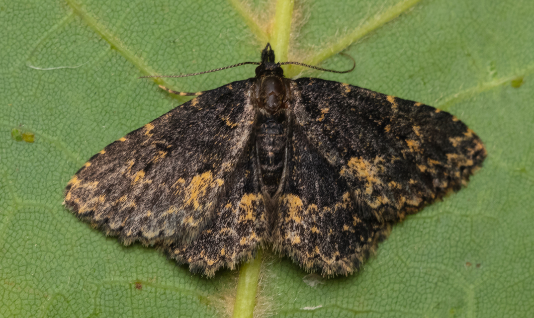 Parascotia fuliginaria - füstös gombabagoly