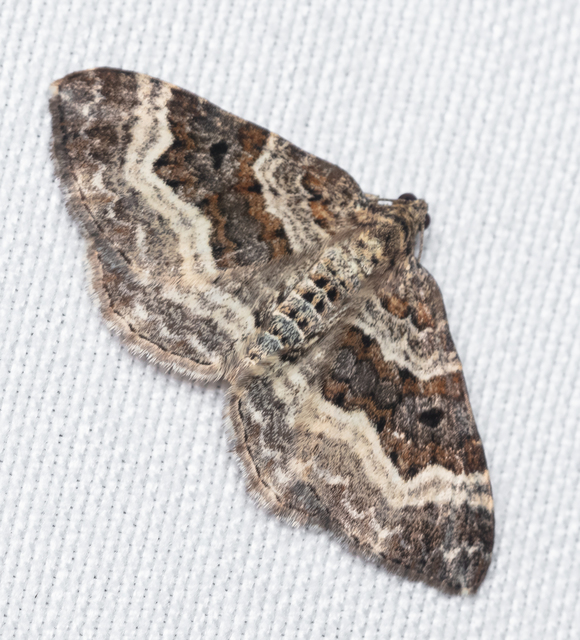 Epirrhoe alternata - galaj-tarkaaraszoló