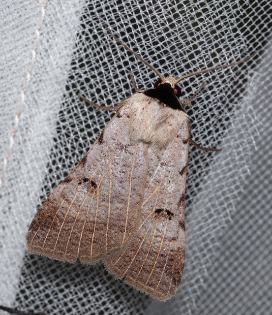 Lygephila craccae - gyakori csüdfűbagoly