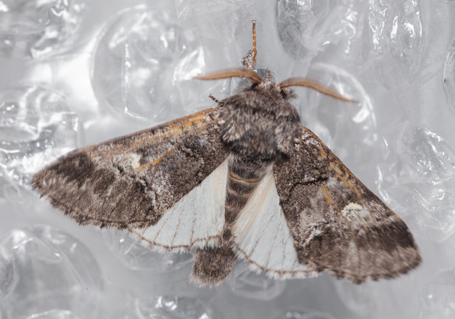 Drymonia querna - tölgyfa-púposszövő