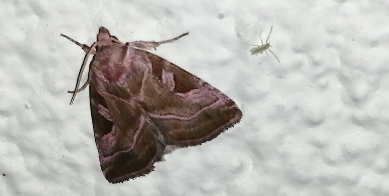 Eucarta virgo - mocsári ametisztbagoly