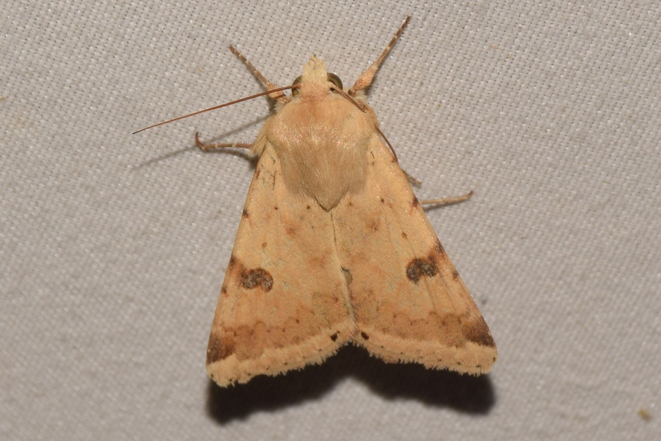 Heliothis peltigera - nagy veteménybagoly
