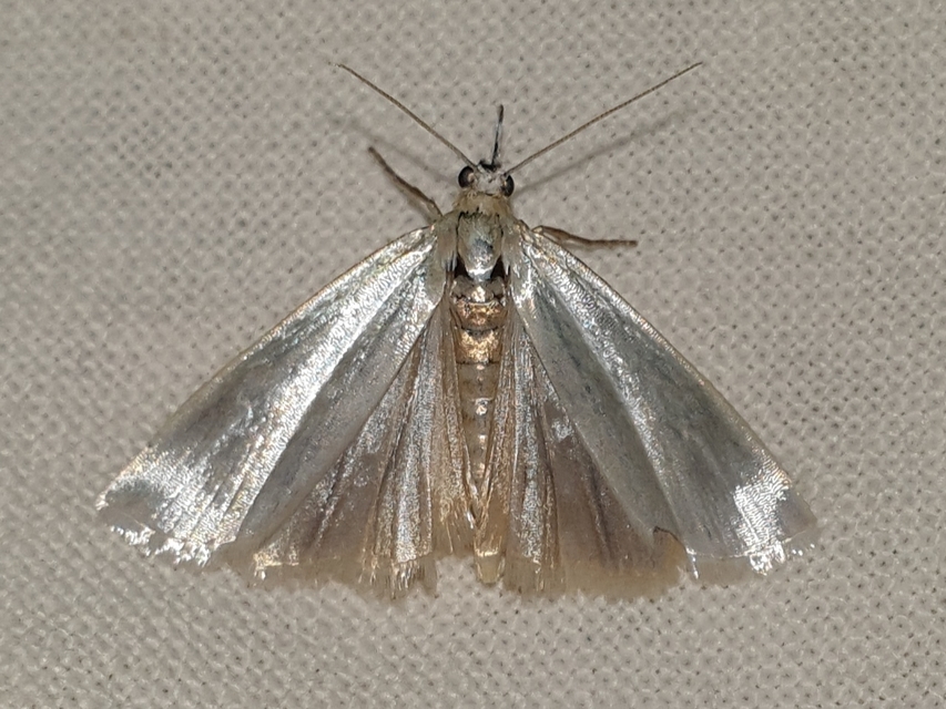 Crambus perlella - gyöngyházas fűgyökérmoly