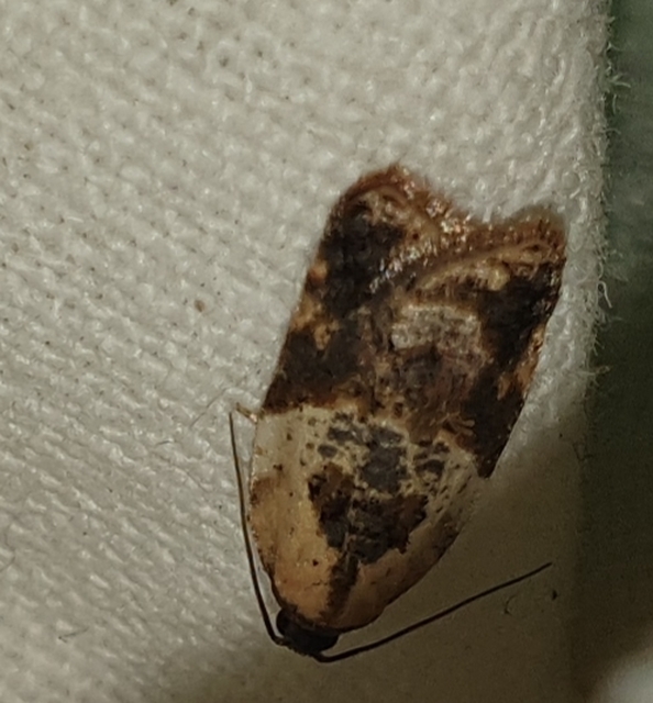 Acleris variegana - tarka levélmoly