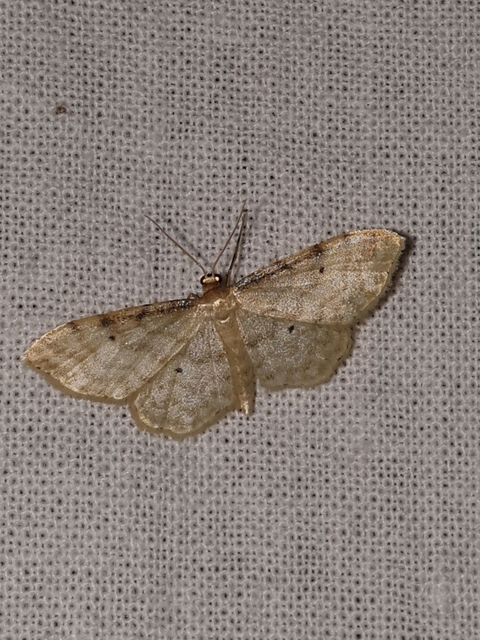Idaea fuscovenosa - szürkeszélű apróaraszoló