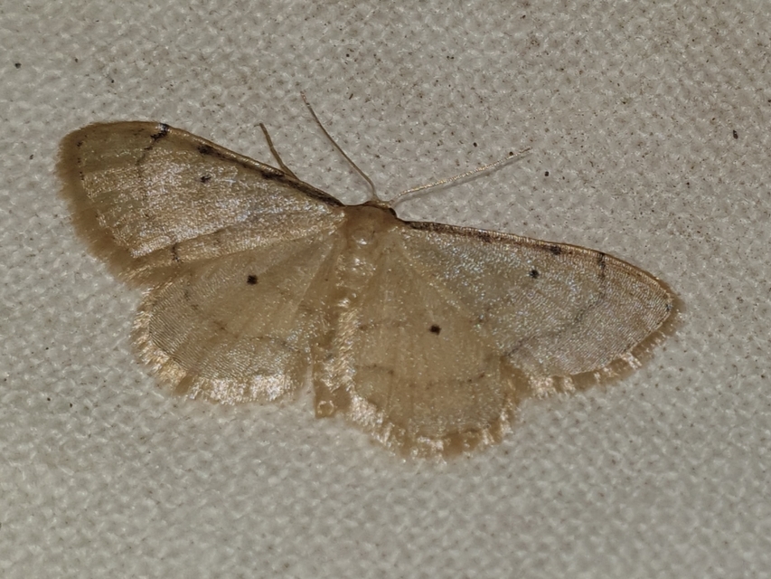 Idaea politaria - vonalas apróaraszoló