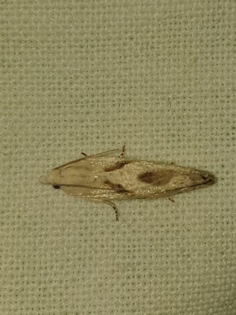 Eucosma