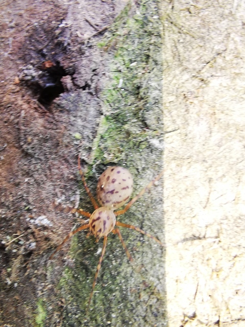Scytodes thoracica - közönséges csupaszpók