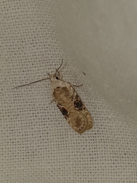 Agonopterix alstromeriana - bürök-laposmoly