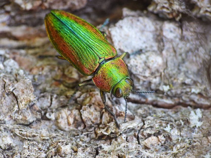 Lamprodila rutilans - hársfa-tarkadíszbogár Lamprodila rutilans - hársfa-tarkadíszbogár