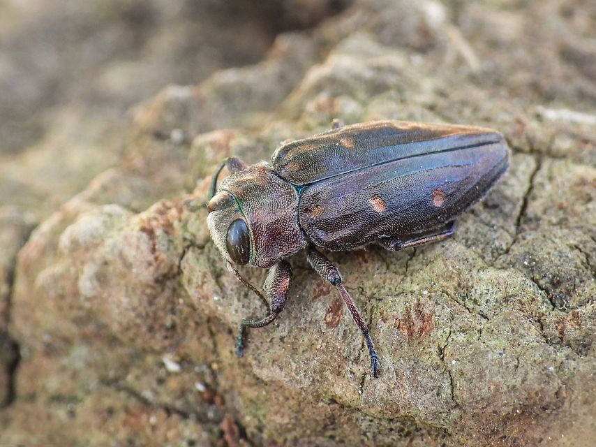 Chrysobothris affinis - aranypettyes díszbogár