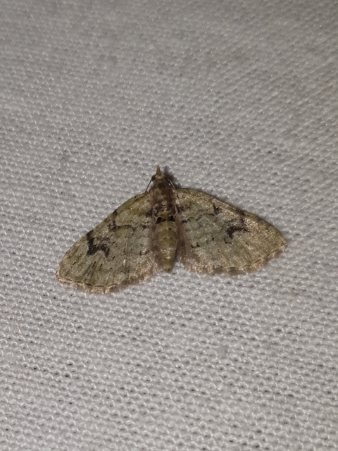 Chloroclystis v-ata - zöldes törpearaszoló