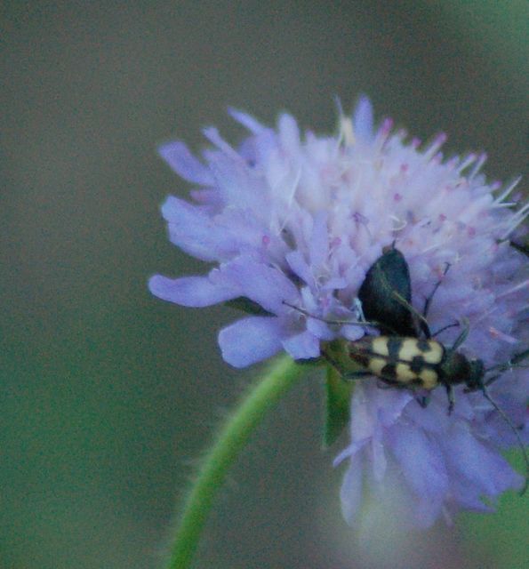 Pachytodes erraticus - rajzos virágcincér