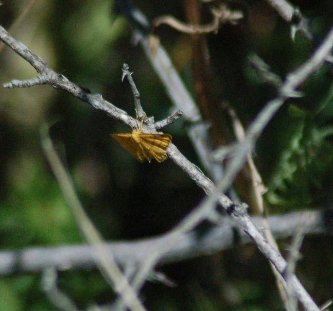 Idaea aureolaria - aranyos sávosaraszoló