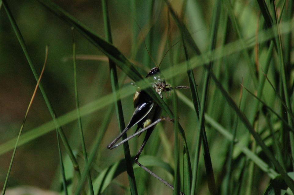 Pholidoptera aptera - nagy avarszöcske