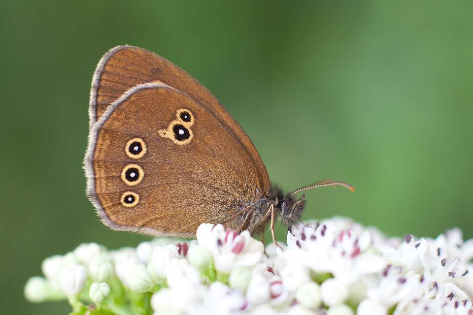 Aphantopus hyperanthus - közönséges ökörszemlepke