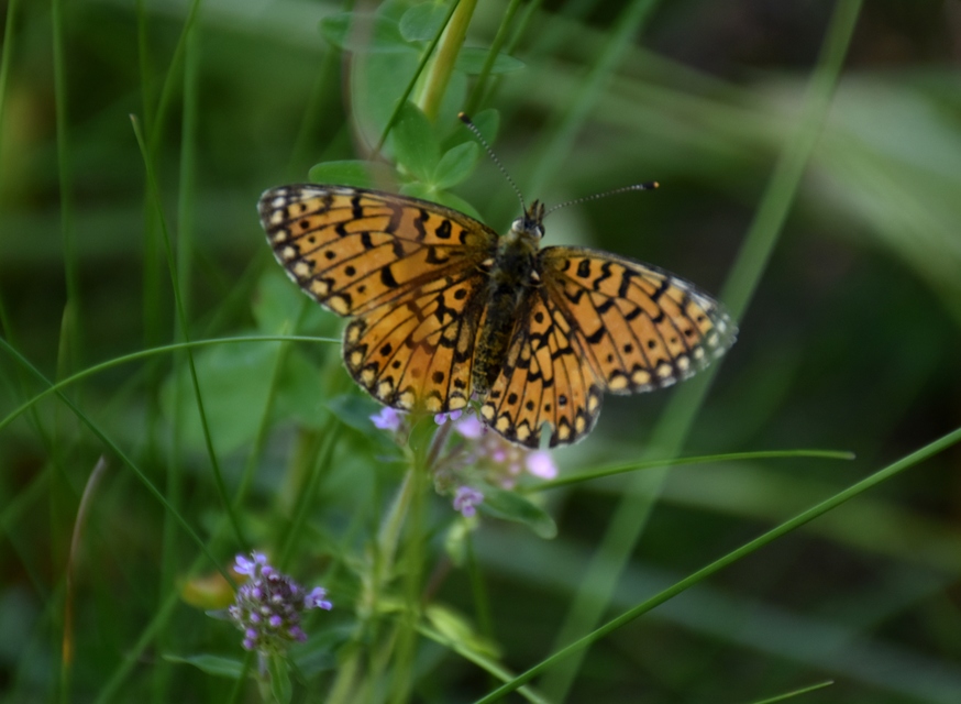 Boloria selene - fakó gyöngyházlepke