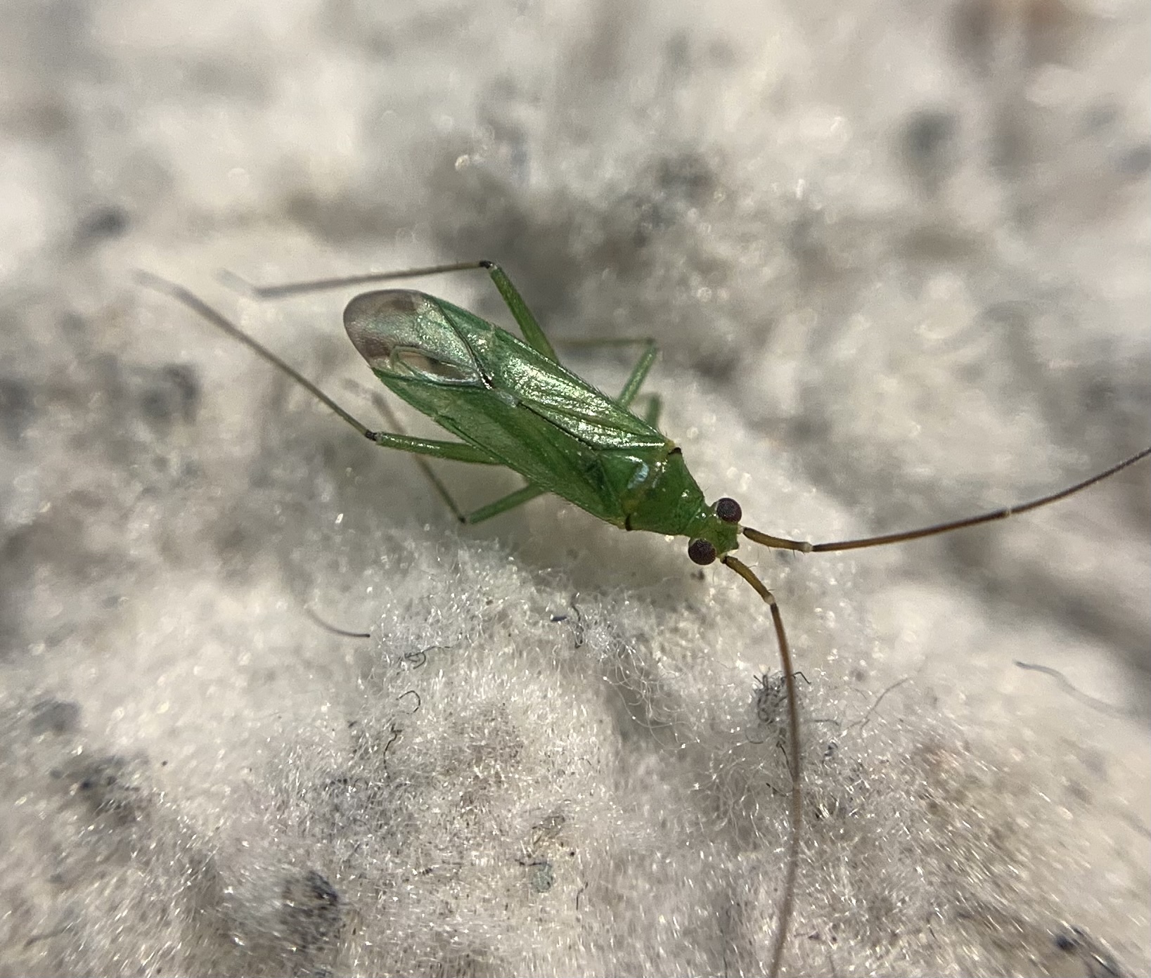 Blepharidopterus angulatus