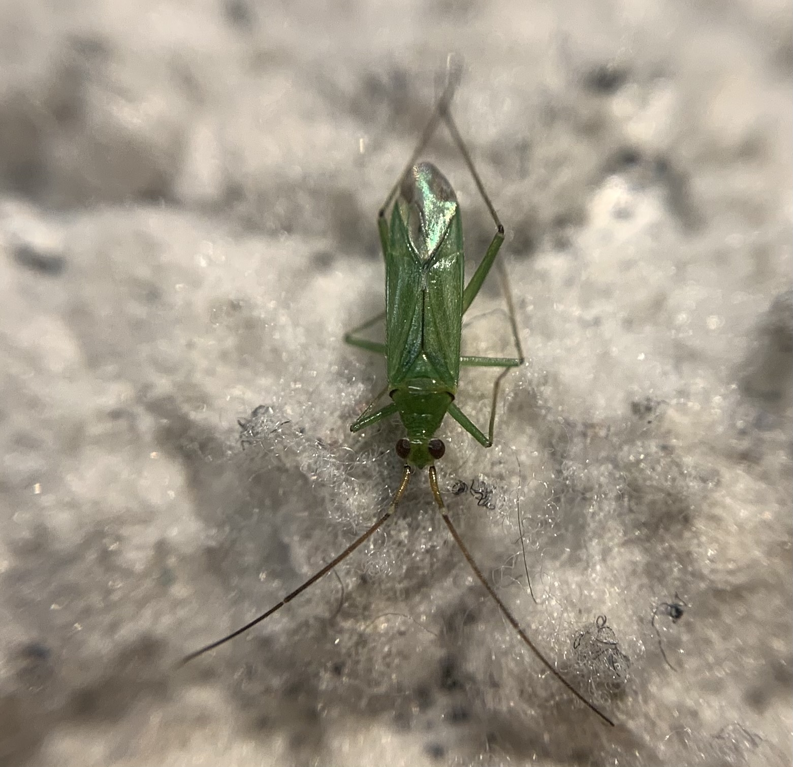Blepharidopterus angulatus