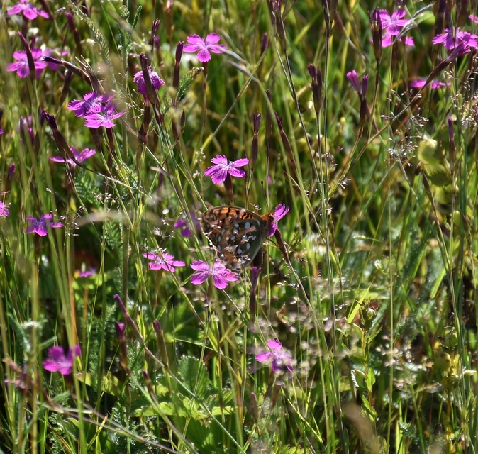 Argynnis aglaja - kerekfoltú gyöngyházlepke