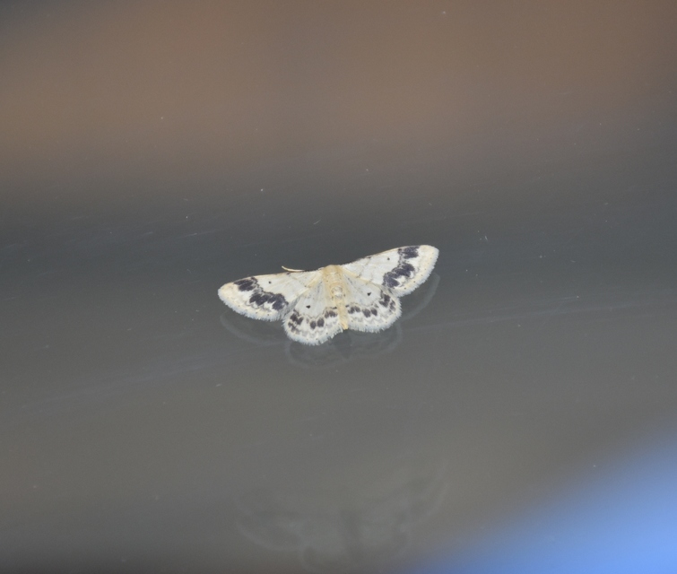 Idaea trigeminata - csúcsfoltos apróaraszoló