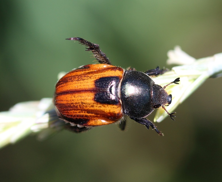 Anisoplia austriaca - osztrák szipoly