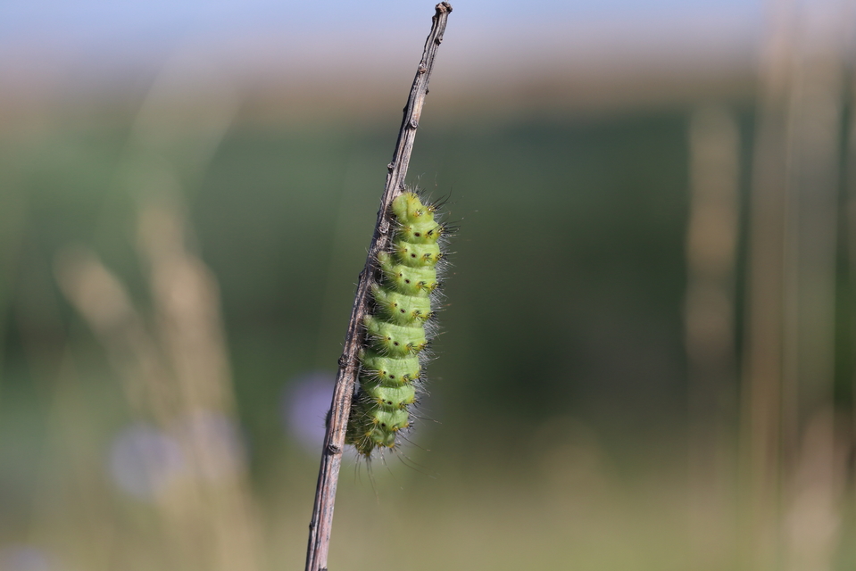 Saturnia pavoniella/pavonia