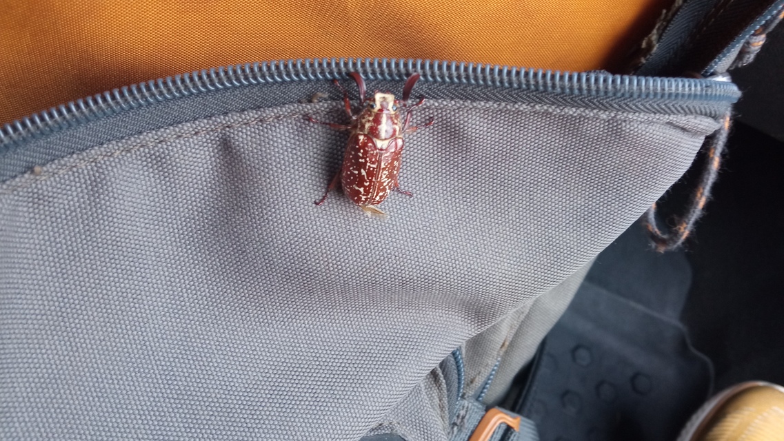 Polyphylla fullo - csapó cserebogár